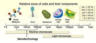 Plant cells come in wide variety of shapes and sizes, and not all contain every feature of described below. Gr 9 Topic 7 Microscopy Amazing World Of Science With Mr Green