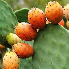 Also known as prickly pears or tunas, the fruits have a sweet taste somewhat resembling watermelon. Prickly Pear Seed Oil Copkps