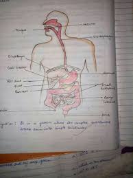 Anatomy of the liver enlarge diagram basics of physiology in diabetes liver and gallbladder anterior view. A Draw A Diagram Of Human Alimentary Canal And Label On It Oesophagus Gallbladder Liver And Brainly In