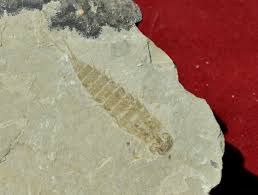 Image result for Trisetopsis