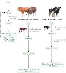Life Cycle Of Cattle Beef Cycle Life Cycles