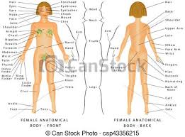 Regions Of Female Body