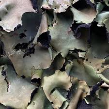 Image result for Subularia monticola