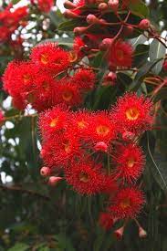 Pin On Red Flowers