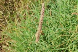 Image result for Setaria sphacelata
