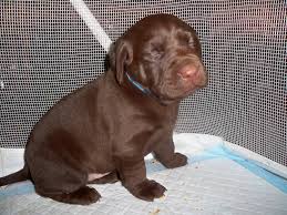 Chocolate labs are classified as medium to large dogs. Akc Chocolate Lab Pups The Hull Truth Boating And Fishing Forum