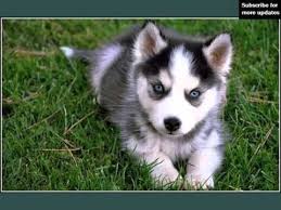 Proven tips from dog experts that has worked for more than 875,000 dog owners worldwide. Black Siberian Husky Puppies Dog Breed Pictures Youtube