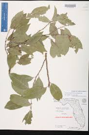 Image result for Drypetes sclerophylla