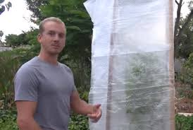 Check spelling or type a new query. How To Frost Protect Your Tropical Fruit Trees Organic Vegan Earth Fruit Trees Avocado Tree Organic Gardening Tips