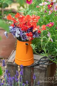 131 n porter ave norman, ok 73071. Cut Lathyrus Odoratus Earl Grey And Solar Flare Flowers In A Ret Photograph By Tim Gainey