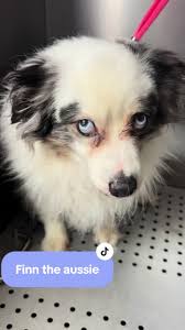 Finn lookin nice and neat 😎 #miniaussie #miniaustralianshepherd #groomer  #doggroomer #doggrooming #vetclinicgroomer #aussie #australianshepherd  #haircut #doghaircut