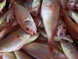 Ikan kembung merupakan jenis ikan laut yang termasuk ke dalam ikan pelagis kecil, artinya mereka hidup dengan bergerombol untuk mempermudah dalam mencari makan dan agar terhindar dari predator. Ciri Ciri Ikan Yang Mengandung Formalin Dan Tak Layak Untuk Dikonsumsi Kumparan Com