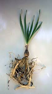 Image result for Boophone