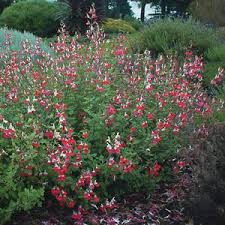 Salvia Hot Lips Salvia Hot Lips Plant Colorful Shrubs