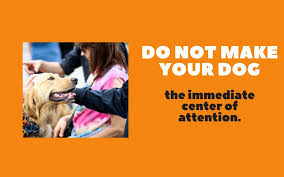 Is your dog a notorious jumper when you see a stranger or even when visitors come over to your house? How To Stop Your Dog From Jumping Up Spiritdog Training