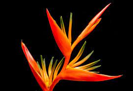Pin On Beautiful Nature In Mauritius