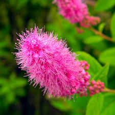 Image result for Spiraea billardii