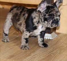 Available french bulldog puppies for sale in pa serving pa, md, ny, nj, de, ri, va, wv, ct and washington dc for more than 40 years! Cheap French Bulldog Puppies For Sale In Usa Affordable Puppy For Sale