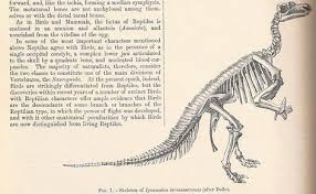 From The Archives Illustration Of An Iguanodon Skeleton From The Reptiles Entry In Our 9th Edition 1886 A Stan Britannica Science And Nature Encyclopedia