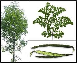Image result for Moringaceae