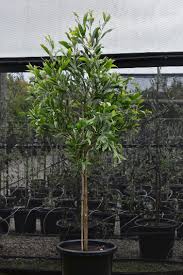 Image result for Acacia melanoxylon