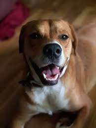 All Things Dog You Me And Benny