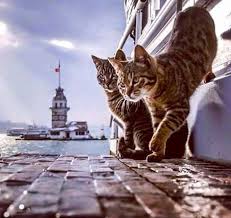 Kiz Kulesi Ela Nur Cats Animals Pets