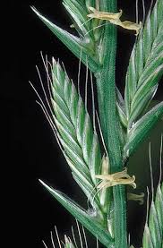 Image result for Lolium multiflorum