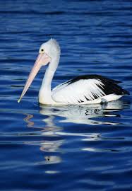 Check out upcoming pelicans games and team schedules. Australian Pelican The Australian Museum