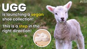 A shearling is a yearling sheep who has been shorn once. Peta On Twitter Progress After Hearing From Peta Amp Our Supporters Ugg Is Launching A Vegan Shoe Collection This Is A Great First Step That Will Help Keep Gentle Sheep From Being