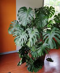 Trellis Installation For Monstera Deliciosa Trellis Plants Houseplant Trellis Flower Pot Trellis