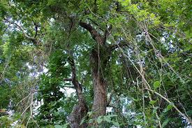 Image result for Xeroderris stuhlmannii