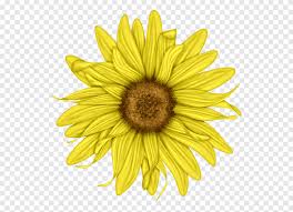 Gambar baru diunggah setiap minggu. Bunga Matahari Biasa Bunga Potong Petal Pollen Bunga Matahari Bunga Matahari Biji Bunga Matahari Png Pngegg
