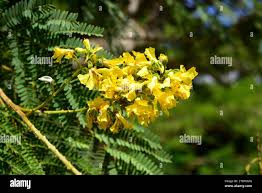 Image result for Peltophorum africanum