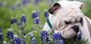 Bulldog rescue is the original and longest running breed rescue for bulldogs, we have helped over 3,000 bulldogs in almost 20 years of service and our history goes back over 40 years. No Borders Bulldog Rescue Texas