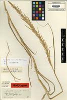 Image result for Sporobolus consimilis