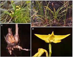 Image result for Polystachya kermesina