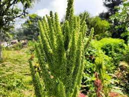 Image result for Amaranthus thunbergii