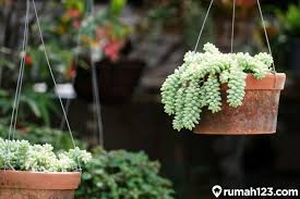 Tanaman hias gantung yang satu ini termasuk ke dalam jenis sukulen, yang berarti dapat bertahap hidup tanpa disiram air dalam jangka waktu yang lama tanaman hias yang satu ini akan membawa variasi yang menyegarkan di dalam interior rumah kamu dengan warna bunganya yang berbulu. 12 Tanaman Hias Gantung Tercantik Bikin Rumah Makin Asri Rumah123 Com