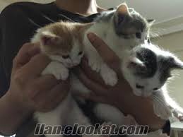 Sivas Kedi