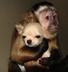 25 Monkeys That Are Obsessed With Dogs Animals Friendship Cute Animals Super Cute Animals
