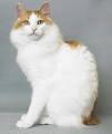 Japanese Bobtail - Wikipedia