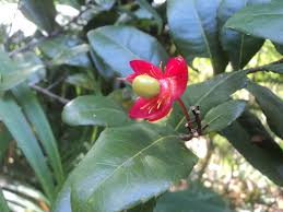 Image result for Ochna