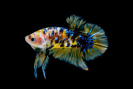 Without knowing a lot more about the symptoms, it's not possible to even speculate on what might help the fish. How To Use Aquarium Salt For Betta Fish Complete Guide