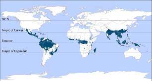 The largest rainforests are in the amazon in brazil (south america), demographic republic of congo (africa). Tropical Rainforests Of The World Download Scientific Diagram