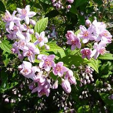 Image result for Deutzia x hybrida ′Mont Rose