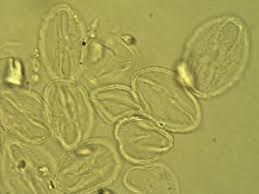 Image result for Capparis fascicularis