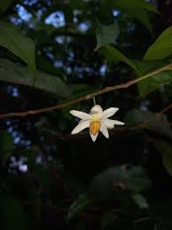 Image result for Lindackeria bukobensis