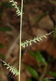 Image result for Oplismenus compositus