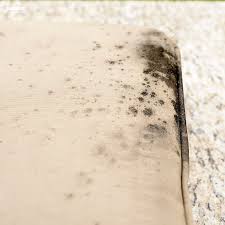 How To Clean Mold Off Of Outdoor Furniture Cleaning Outdoor Cushions Outdoor Furniture Fabric Clean Outdoor Furniture